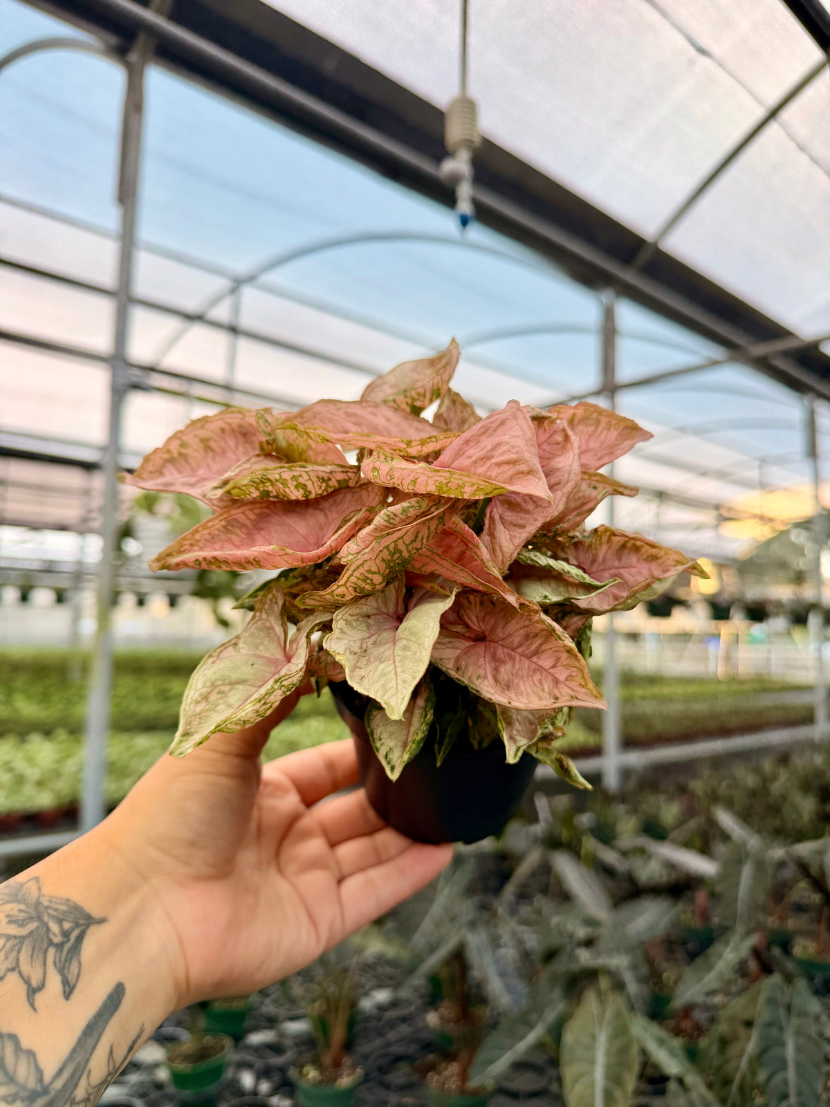 4” Syngonium 'Pink Rolli'