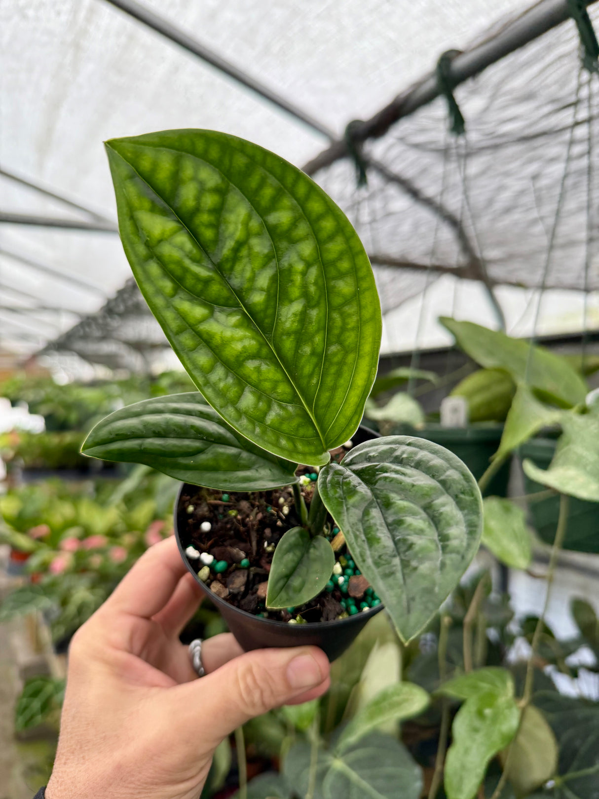 4" Monstera ‘Peru’ (Monstera karstenianum) - Canopy Plant Co.