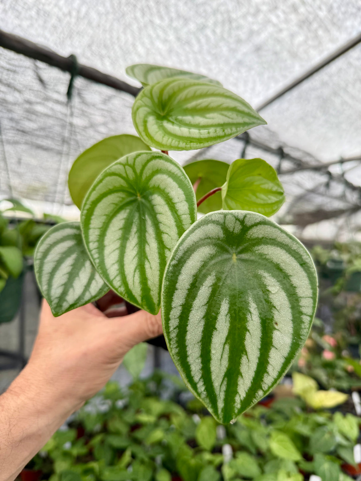 4" Peperomia ‘Watermelon’ - Canopy Plant Co.