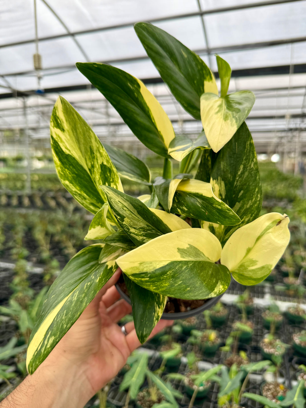 6" Monstera standleyana aurea (yellow variegated)