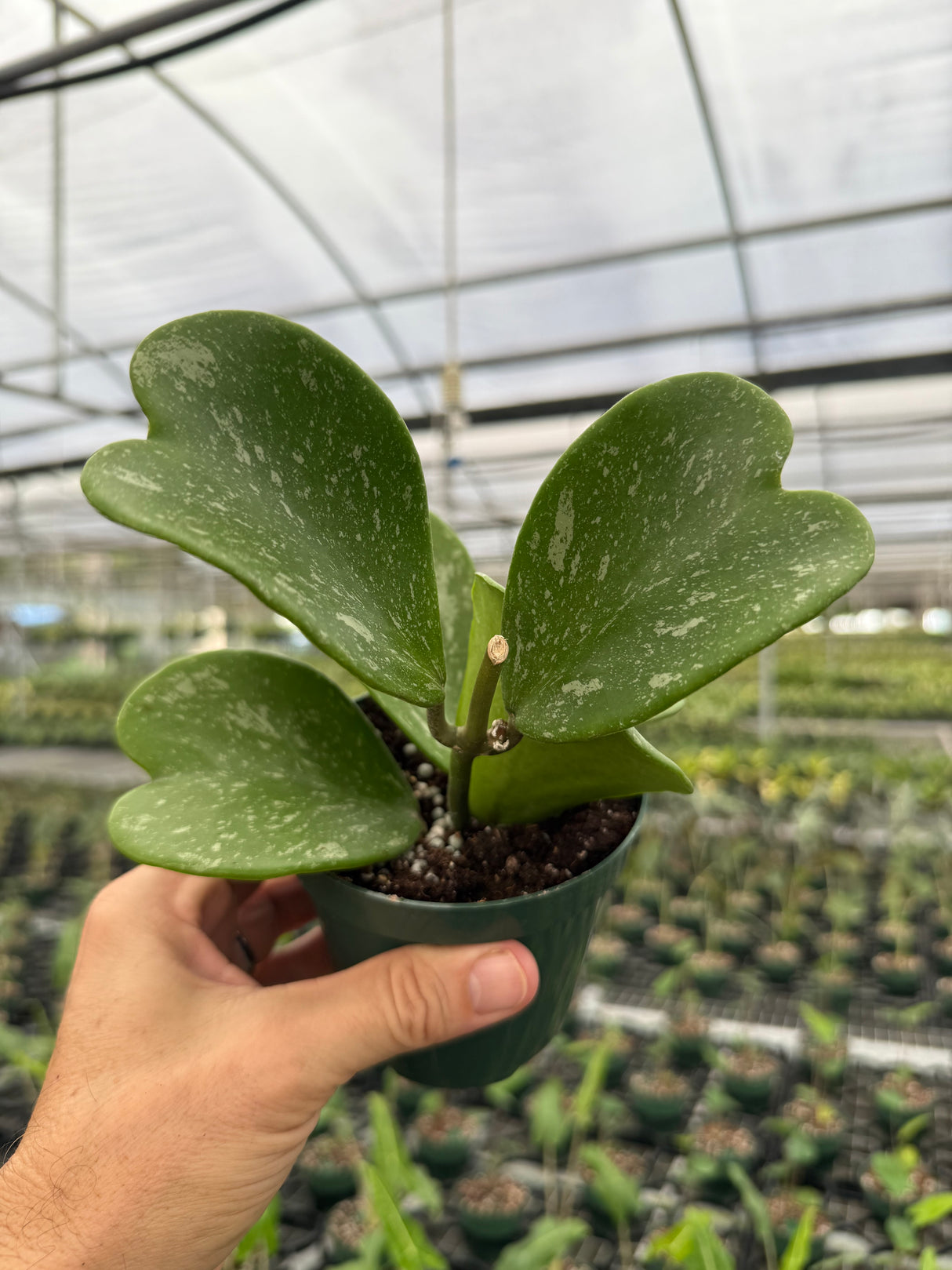 4” Hoya kerrii 'Splash'