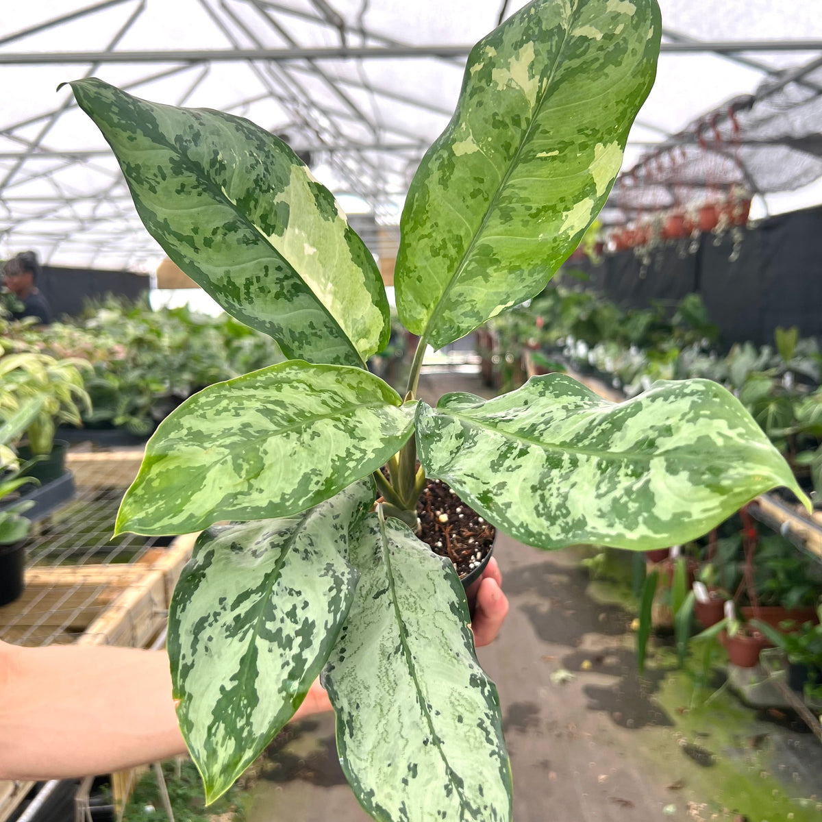 aglaonema cultivars 4" Aglaonema commutatum variegated