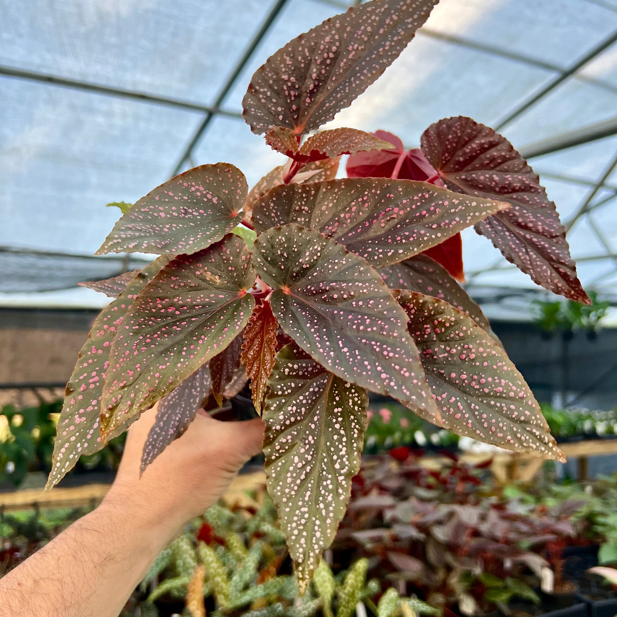 aglaonema pink spot 4" Begonia Pink Spot