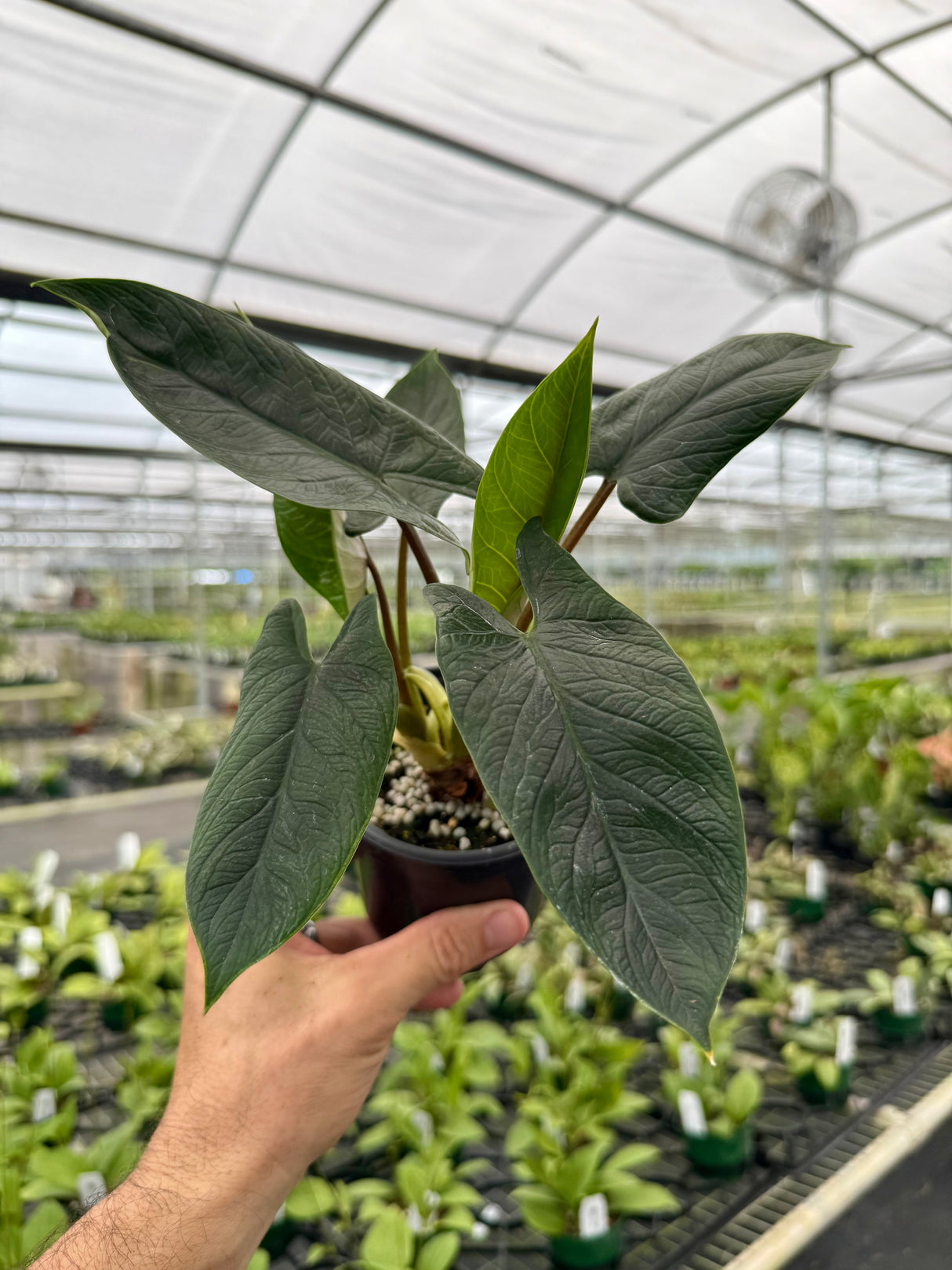 4" Alocasia scalprum