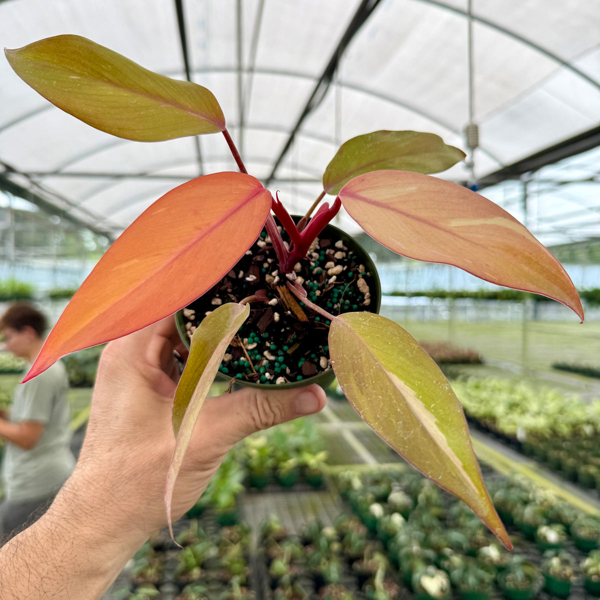 philodendron pink princess for sale 4” Philodendron 'Persimmon Princess'