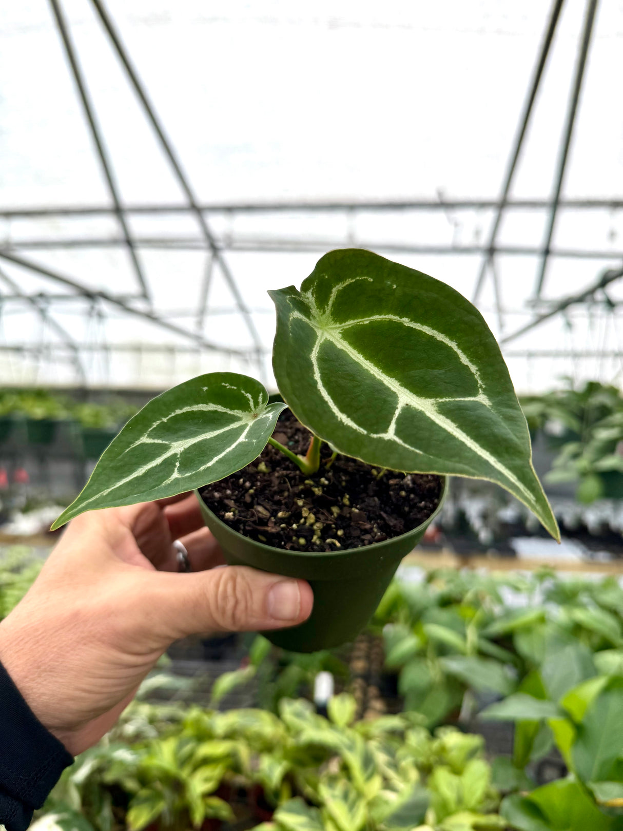 4" Anthurium forgetii - Canopy Plant Co.