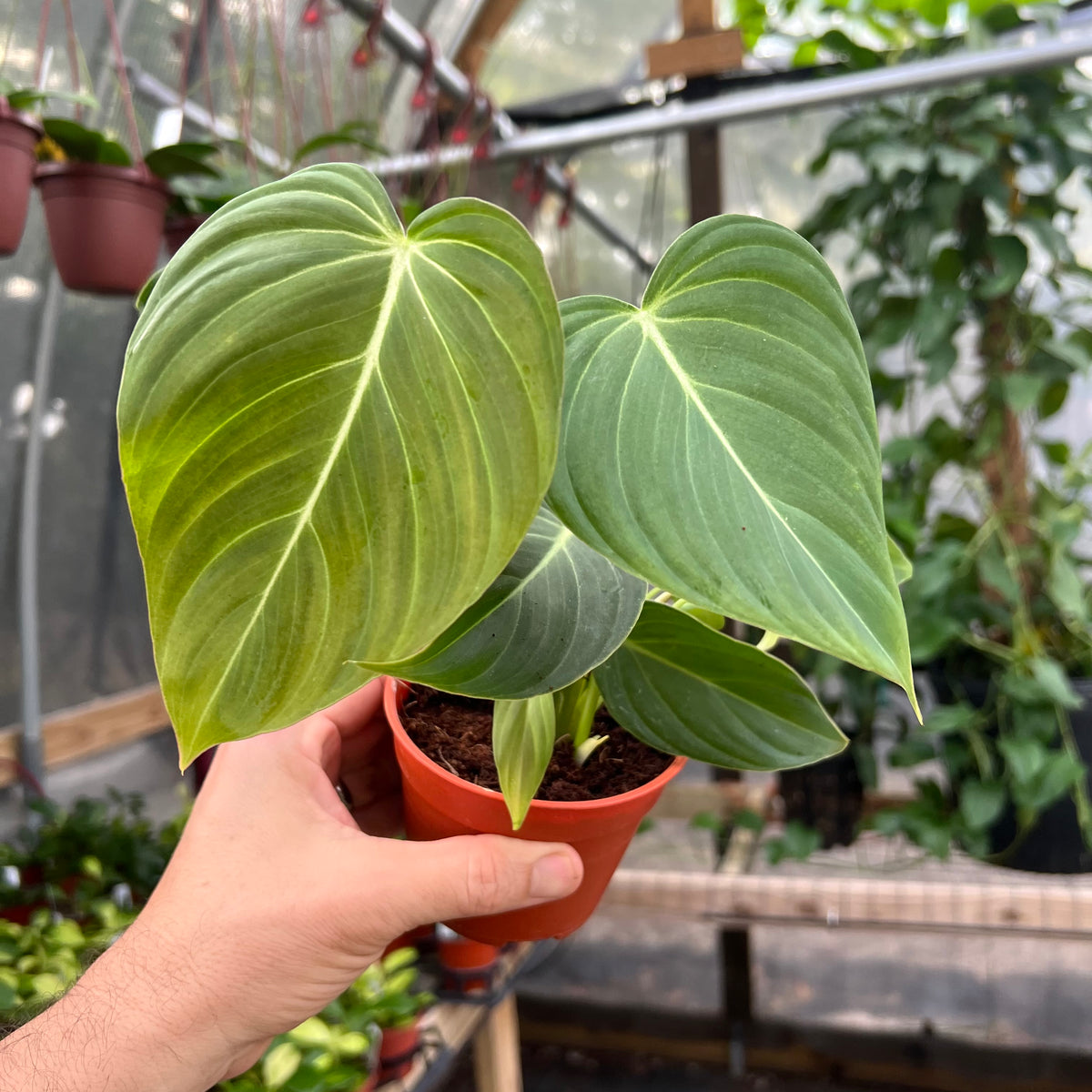 glorious jungle philodendron 4" Philodendron Glorious (P. melanochrysum x P. gloriosum) – Canopy Plant Co