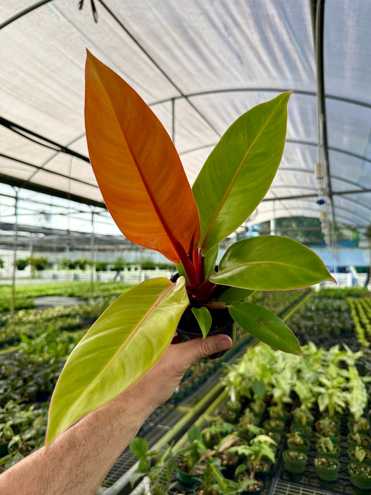 4" Philodendron ‘Prince Of Orange’