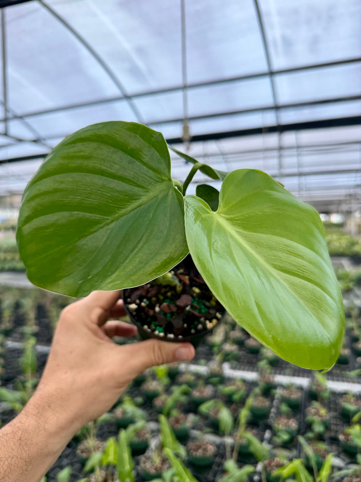 4" Philodendron grazilae 'Sparkling Heart'