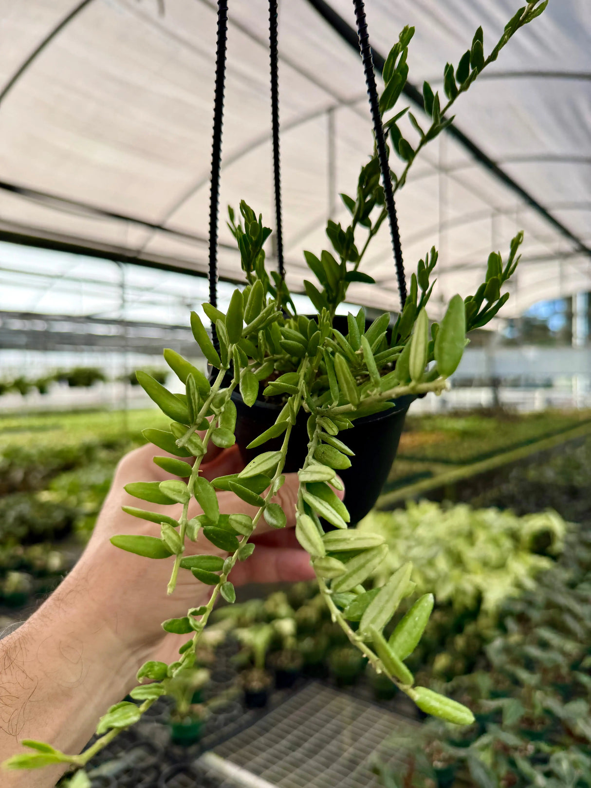 4" Hoya engleriana hanging basket