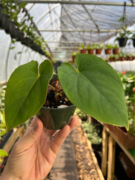 4" Anthurium dressleri