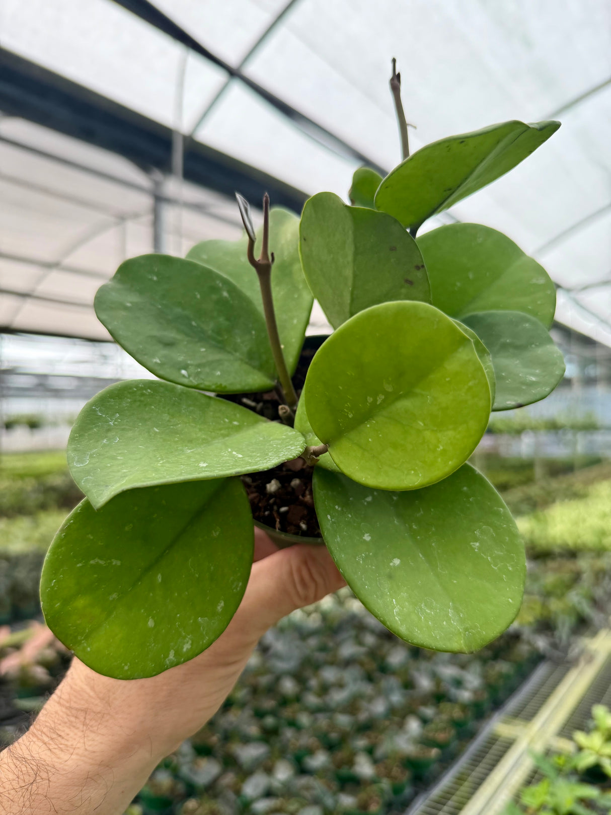 4” Hoya obovata