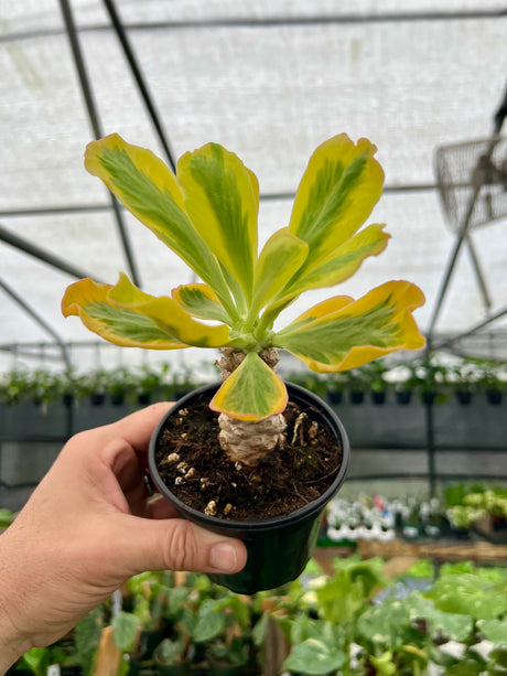 4" Euphorbia poissonii (variegated) - Canopy Plant Co.