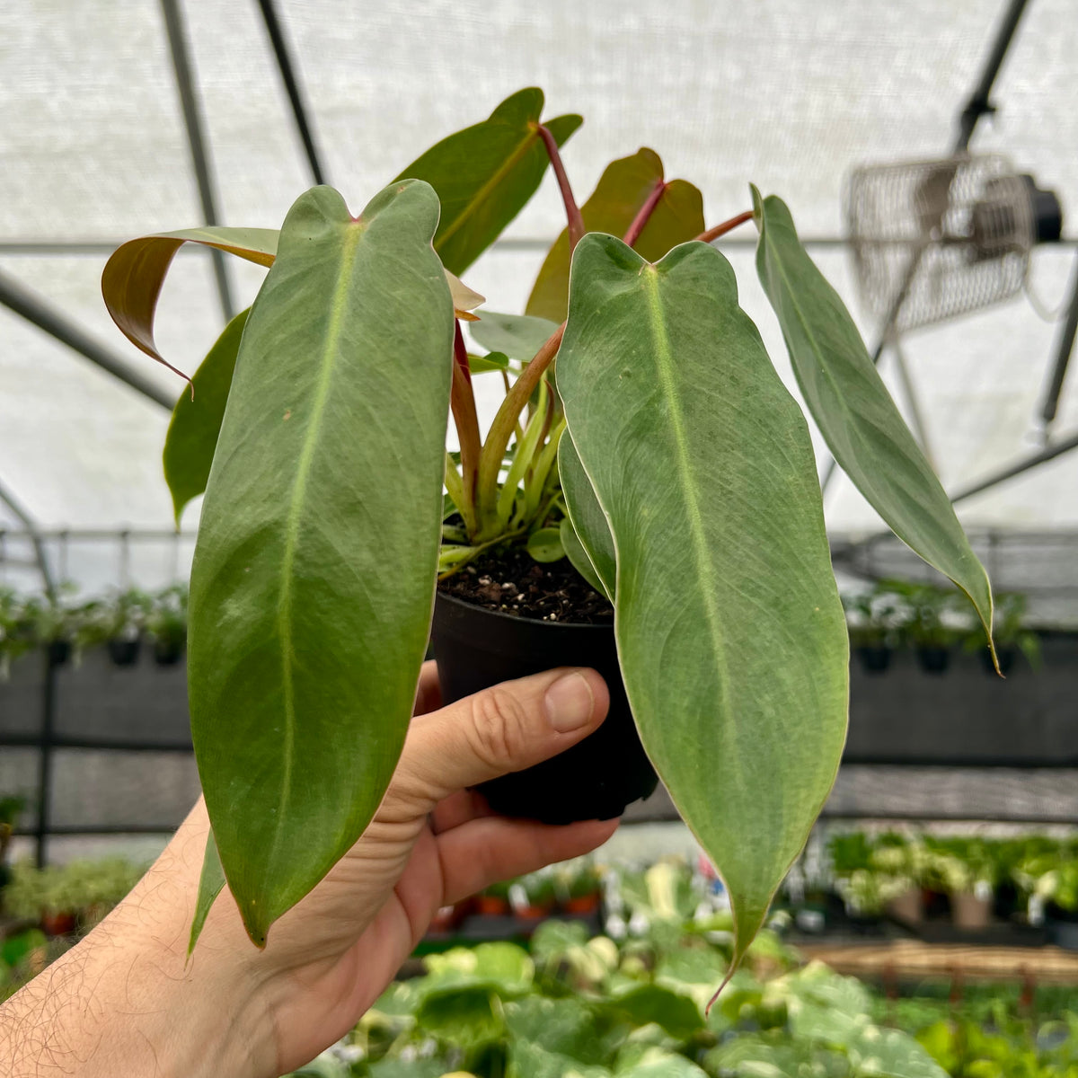 ginger plant Hedychium greenii (Red Leaf Ginger Lily)- 3 bulbs