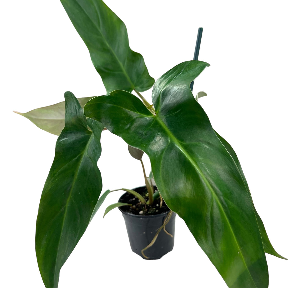 4” Philodendron mexicanum – Canopy Plant Co
