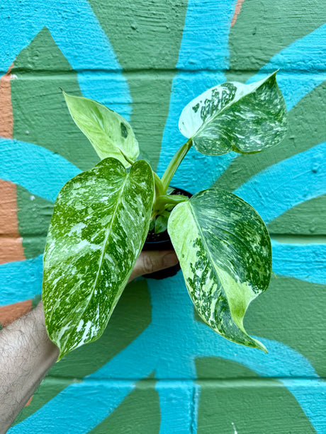 4" Philodendron ‘Jose Buono’ - Canopy Plant Co.