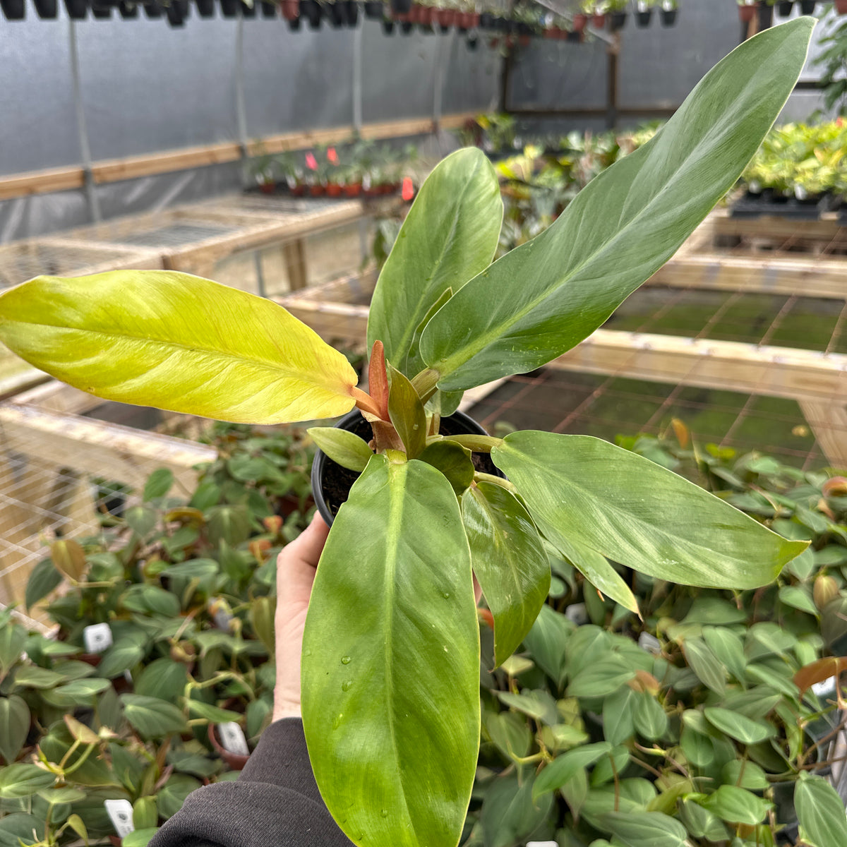 melaloni philodendron 4" Philodendron melinonii
