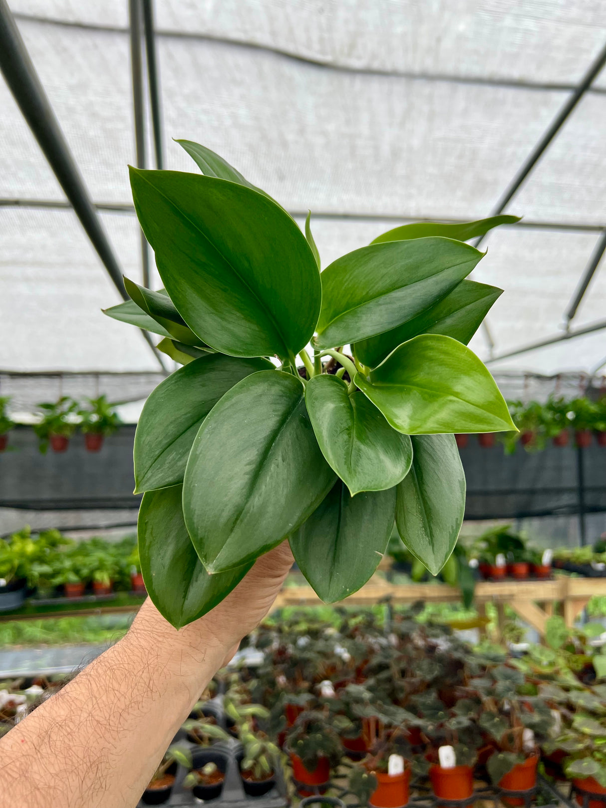 4" Scindapsus ‘Moonlight’ - Canopy Plant Co.