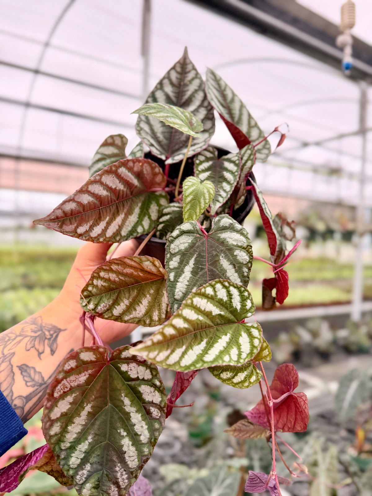 6" Cissus discolor