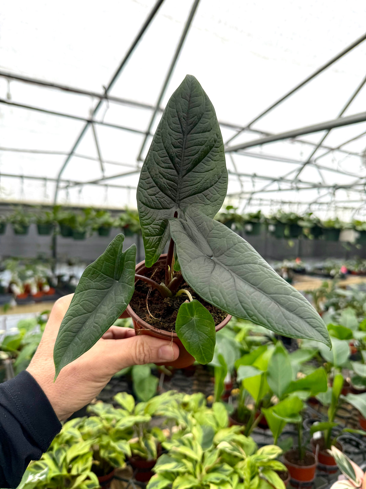 4" Alocasia scalprum - Canopy Plant Co.