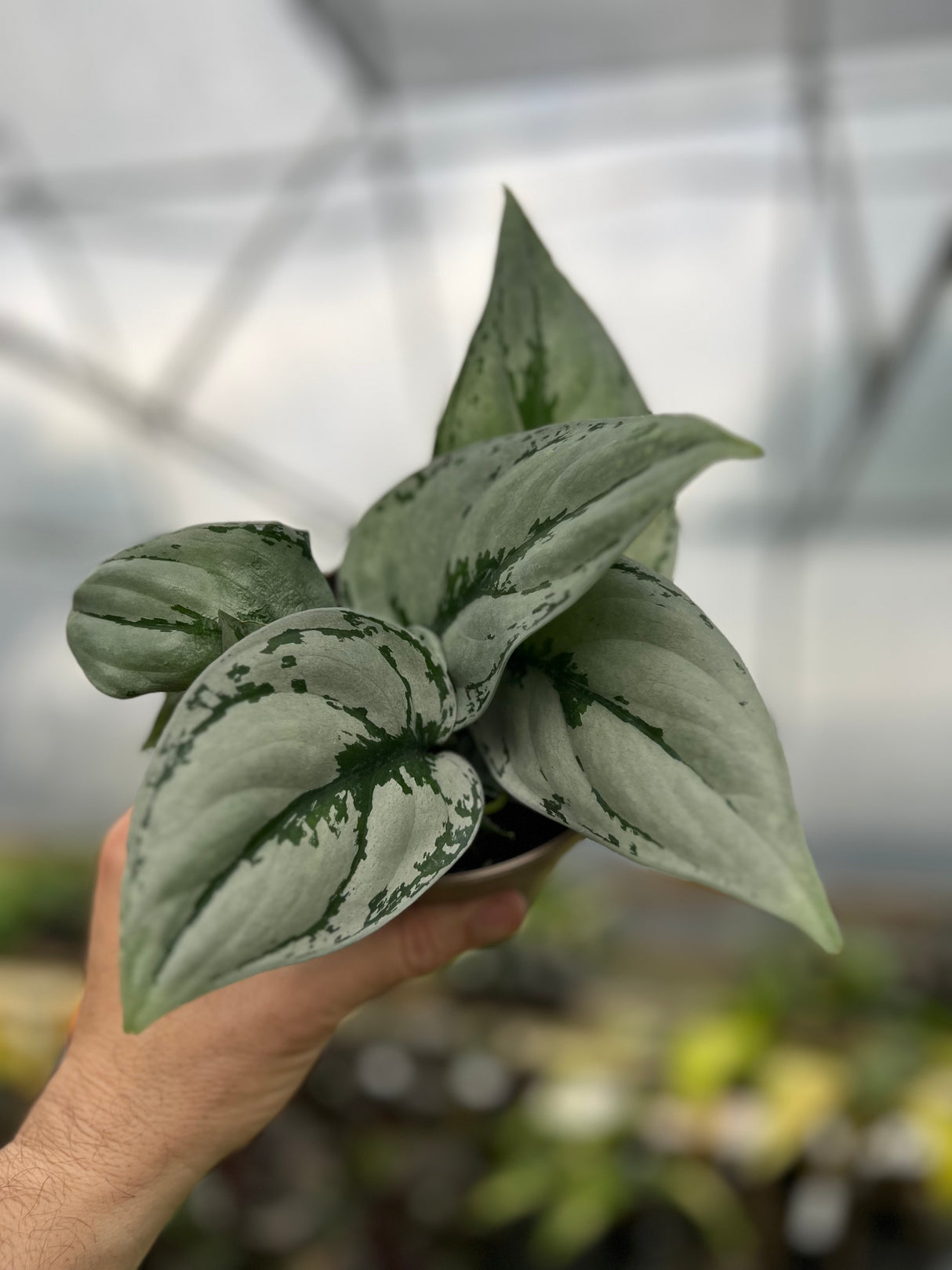 5” Scindapsus sp. Kalimantan - Canopy Plant Co.