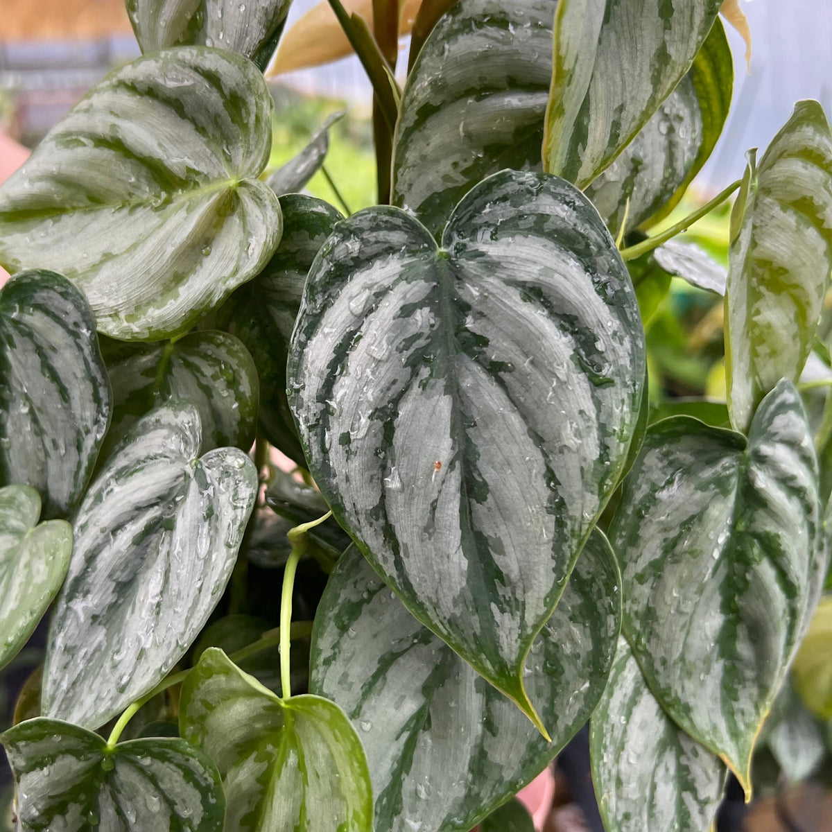philodendron danteanum 6" Philodendron brandtianum