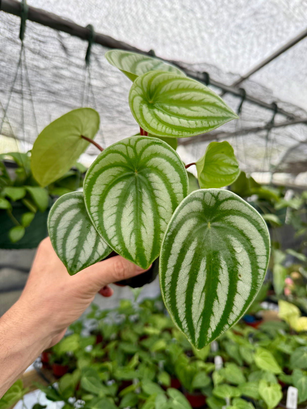 4" Peperomia ‘Watermelon’ - Canopy Plant Co.