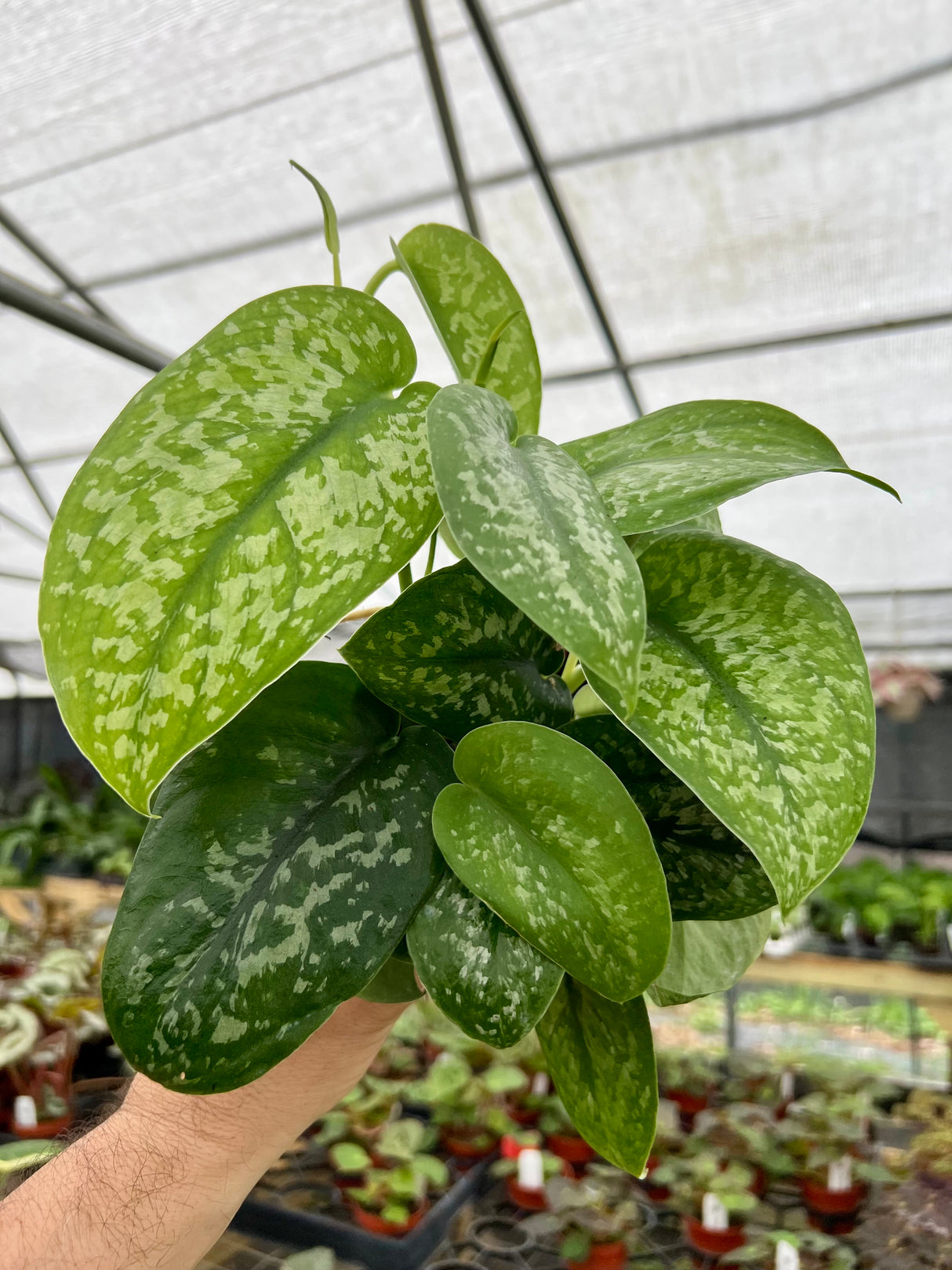 4” Scindapsus Silver Splash - Canopy Plant Co.