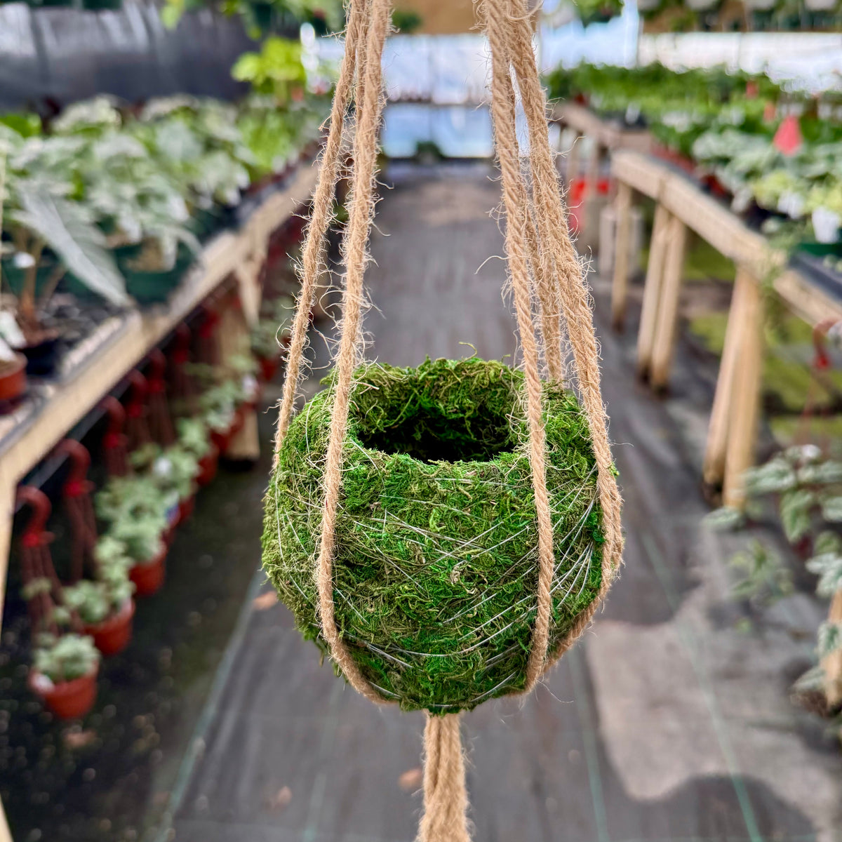 jute rope for hanging plants 4" Kokedama ball w/ macrame hanger – Canopy Plant Co
