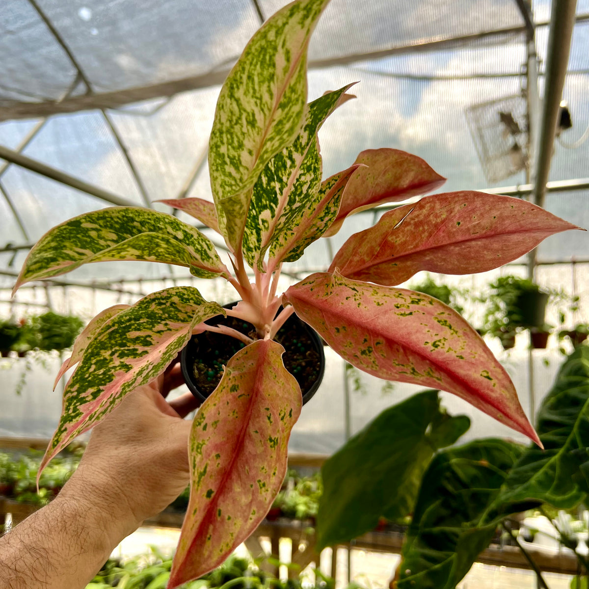 aglaonema pink stem green leaves 4” Aglaonema 'Pink Baramee'