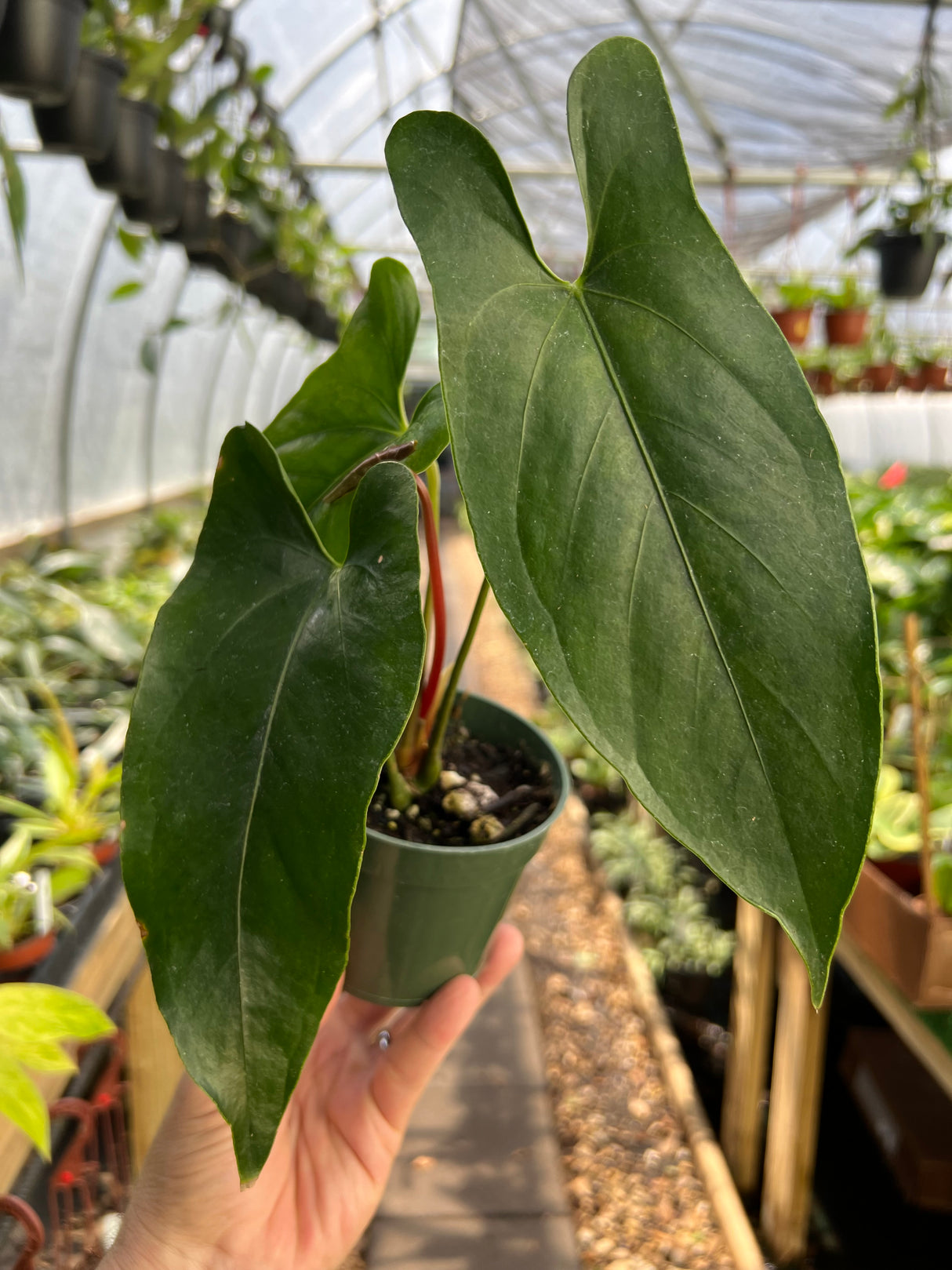 4" Anthurium nigrolaminum