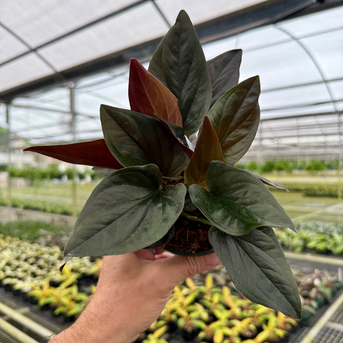 arrow leaf philodendron 4
