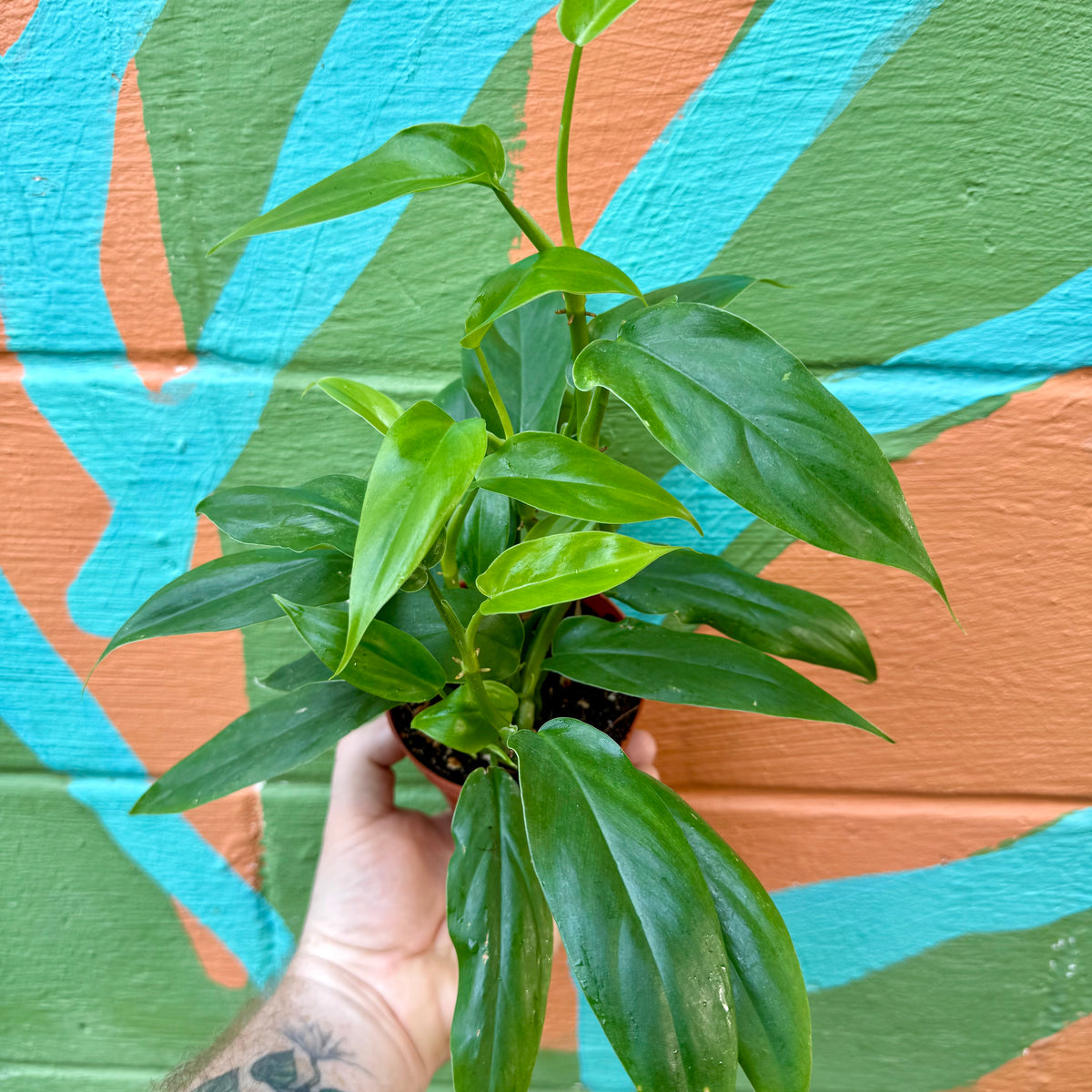 trilobed philodendron 4” Philodendron tripartitum – Canopy Plant Co
