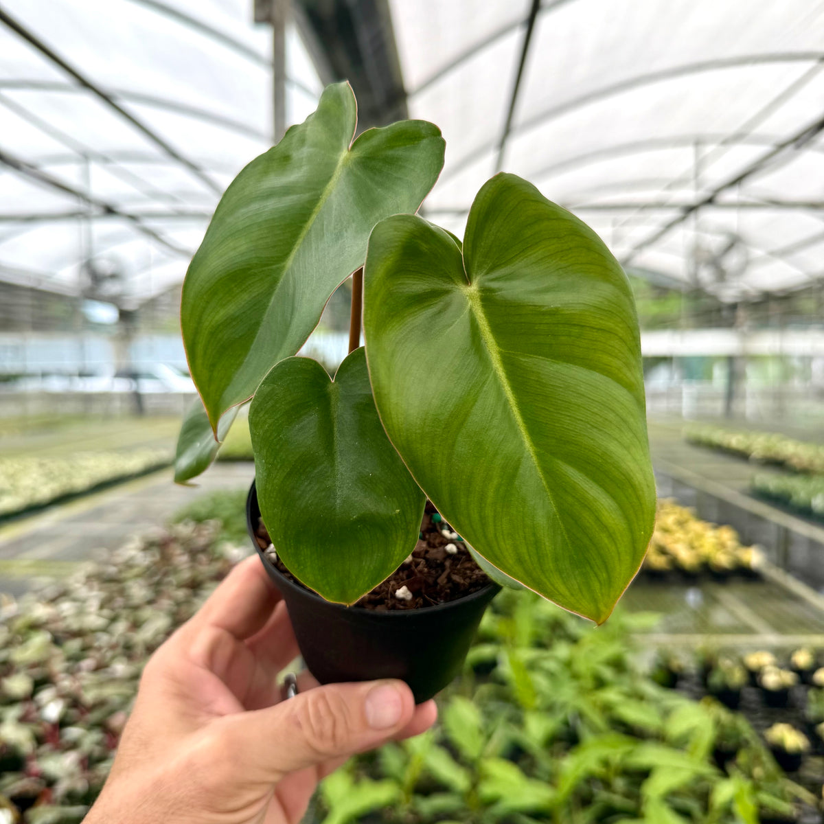 philodendron gardenista 4” Philodendron billietiae x pastazanum