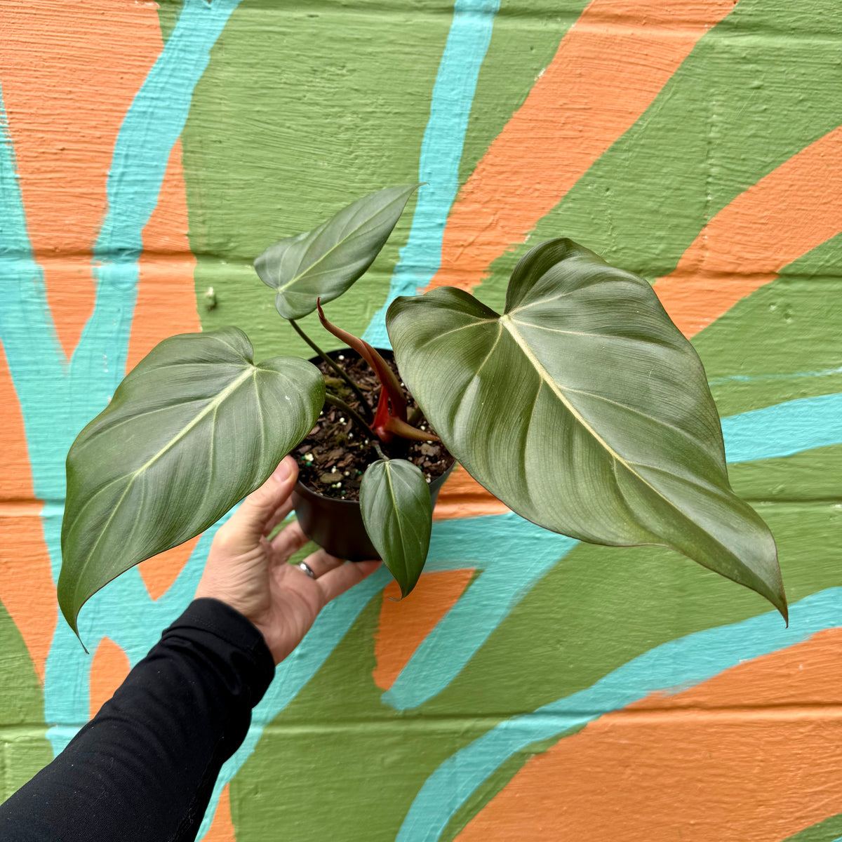 philodendron summer glory mature 6" Philodendron 'Summer Glory' (Gloriosum x McColley) – Canopy Plant Co