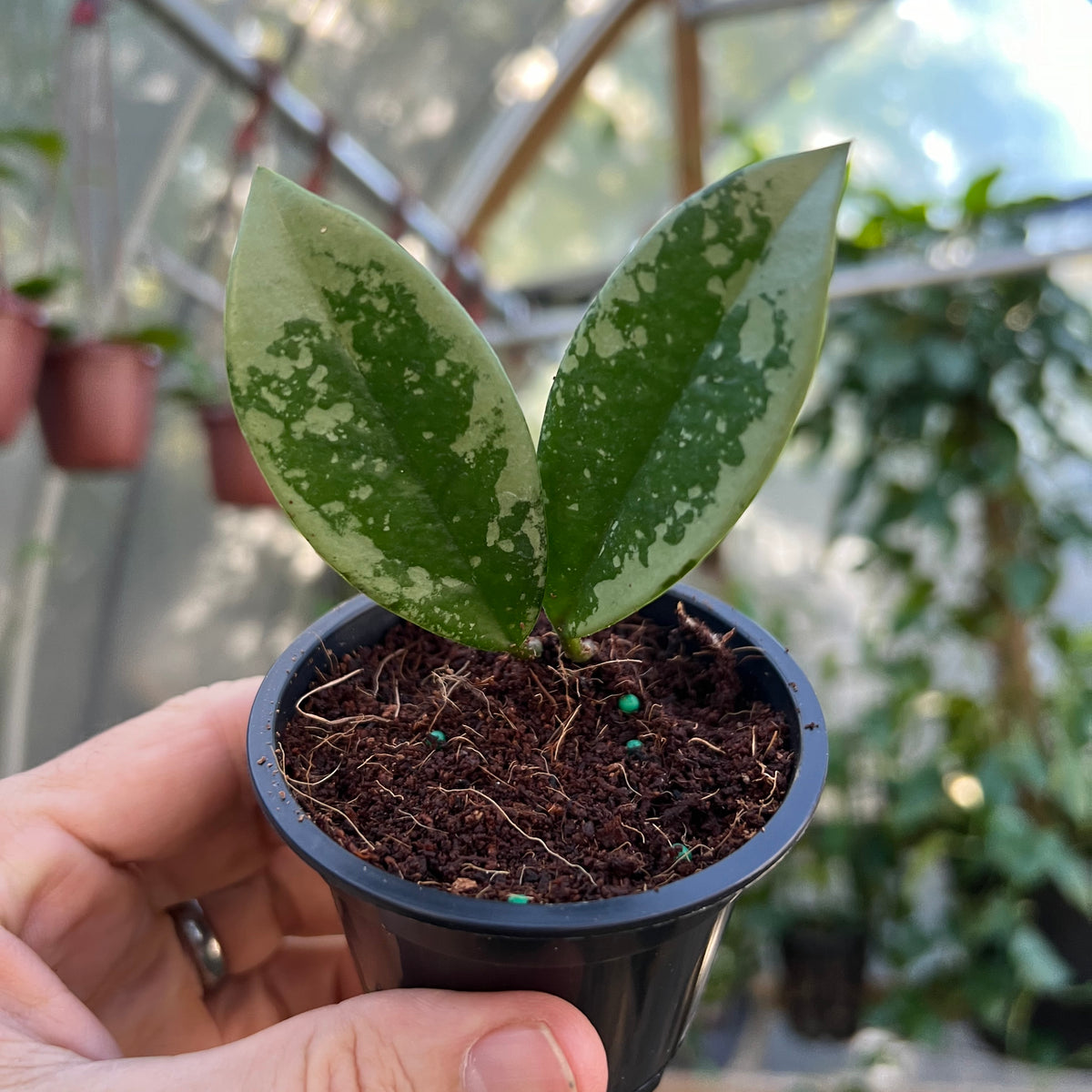 3” Hoya Silver Moon (AH-074) – Canopy Plant Co