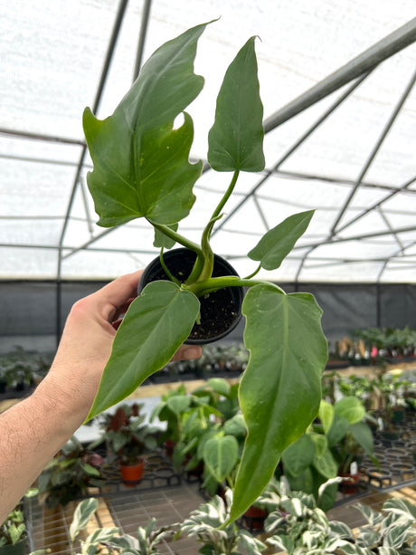 4" Philodendron radiatum - Canopy Plant Co.