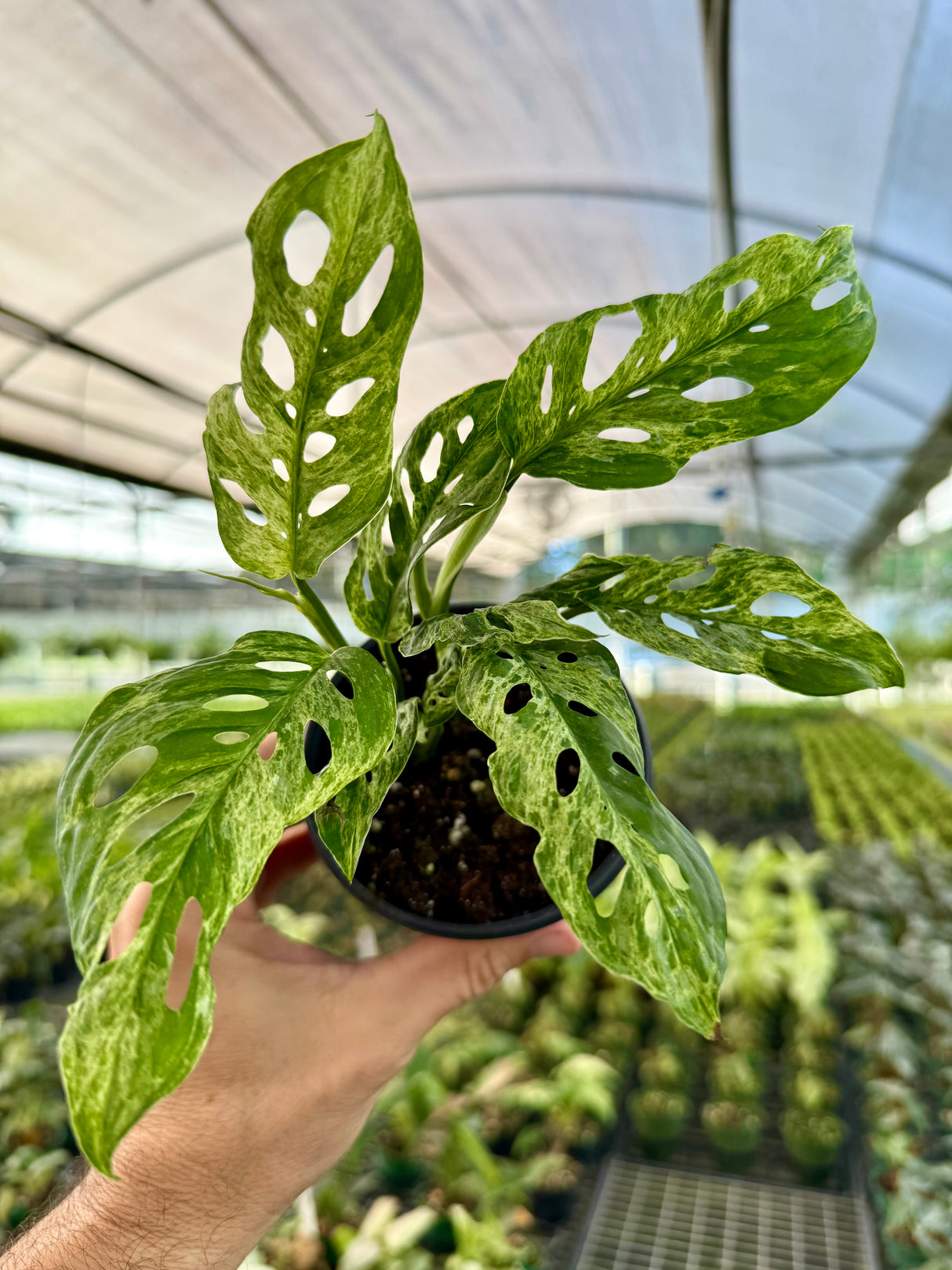 4” Monstera adansonii variegated (Mottled)