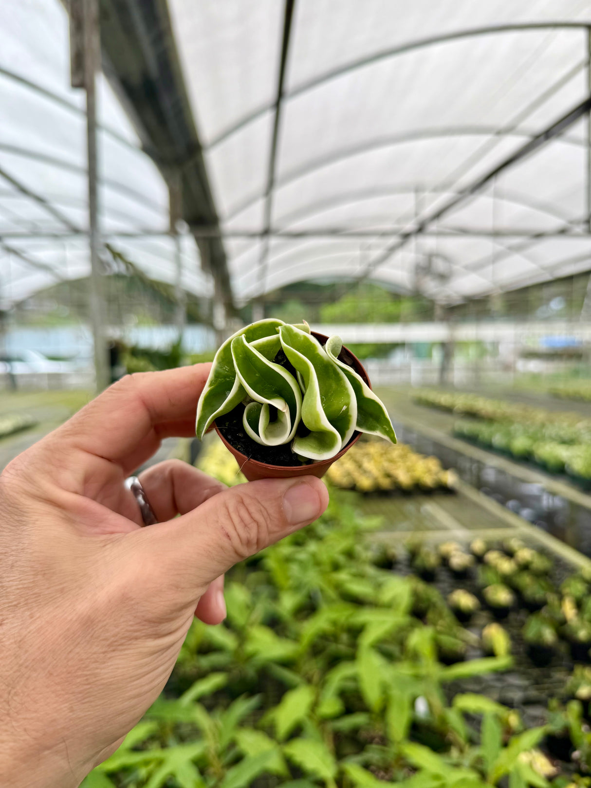2" Hoya compacta variegated 'Rope'