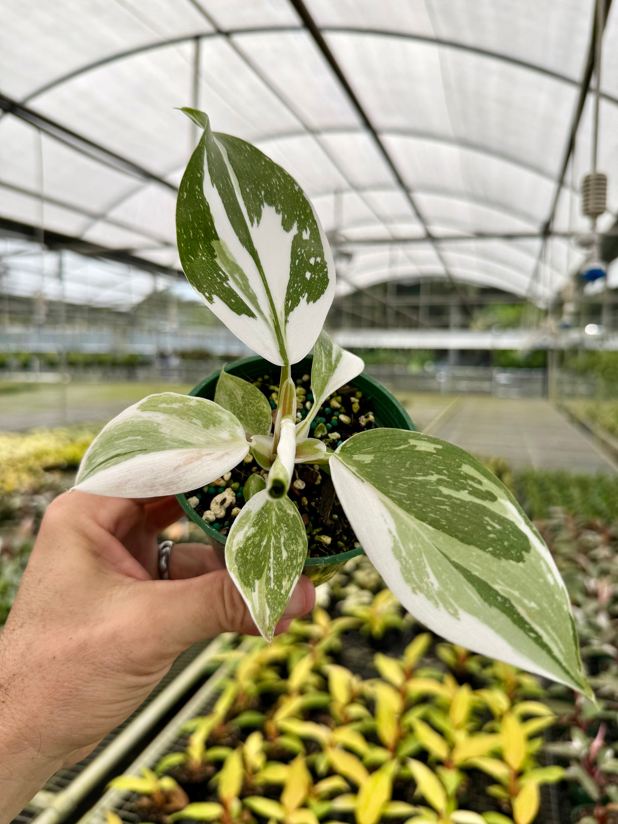 4” Philodendron ‘White Knight’