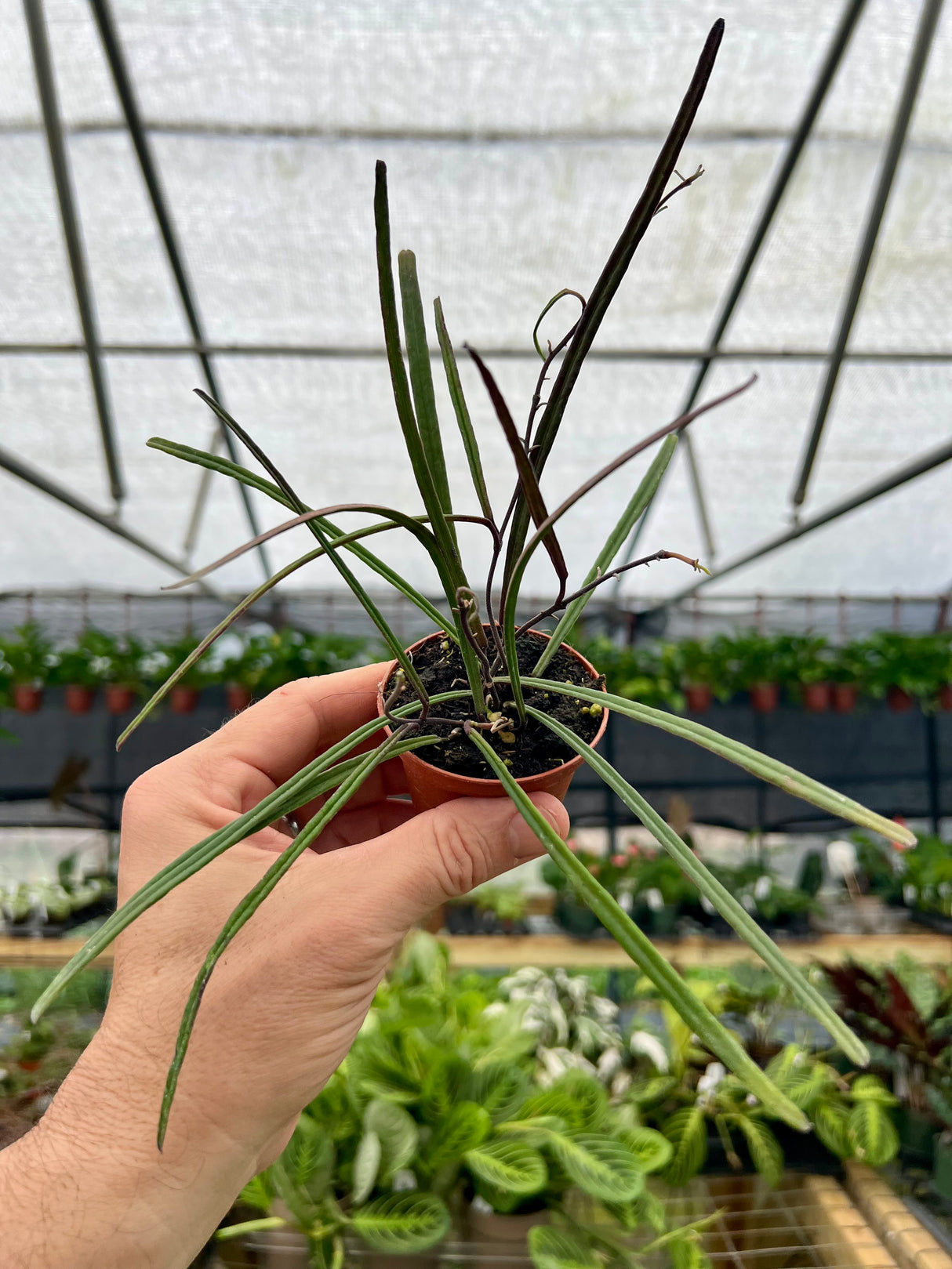 2.5” Hoya insularis - Canopy Plant Co.