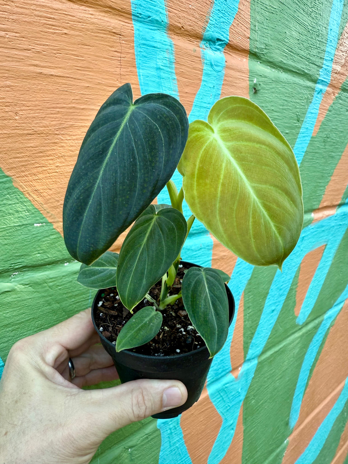 4" Philodendron melanochrysum - Canopy Plant Co.