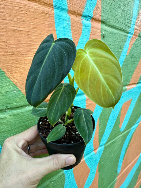 4" Philodendron melanochrysum - Canopy Plant Co.