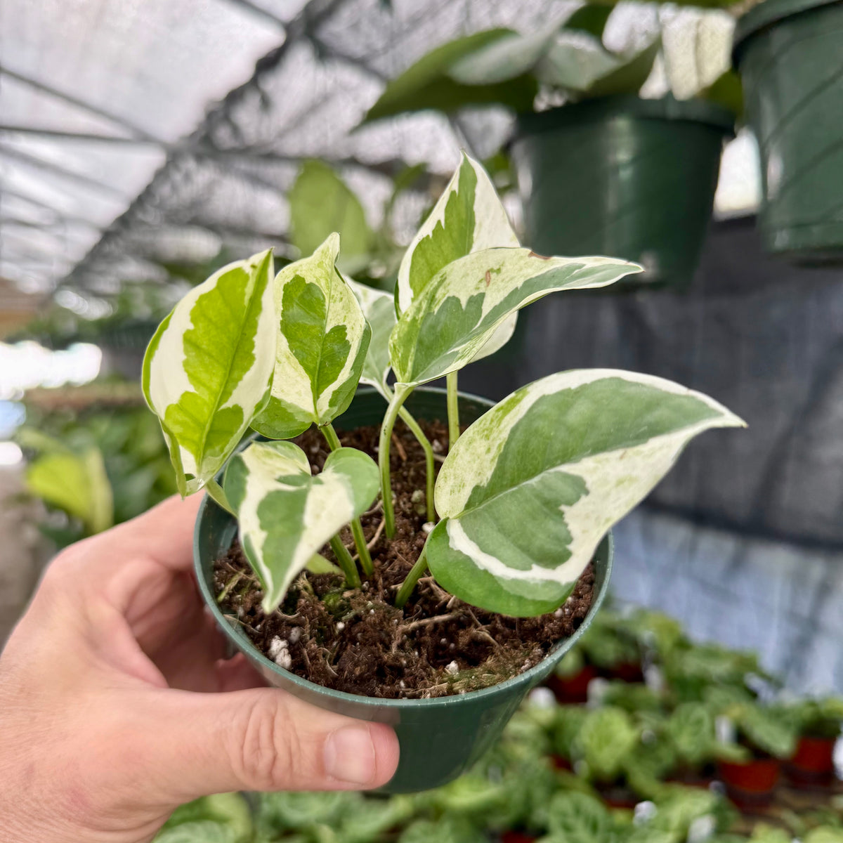 pothos glacier care 4" Pothos 'Glacier'