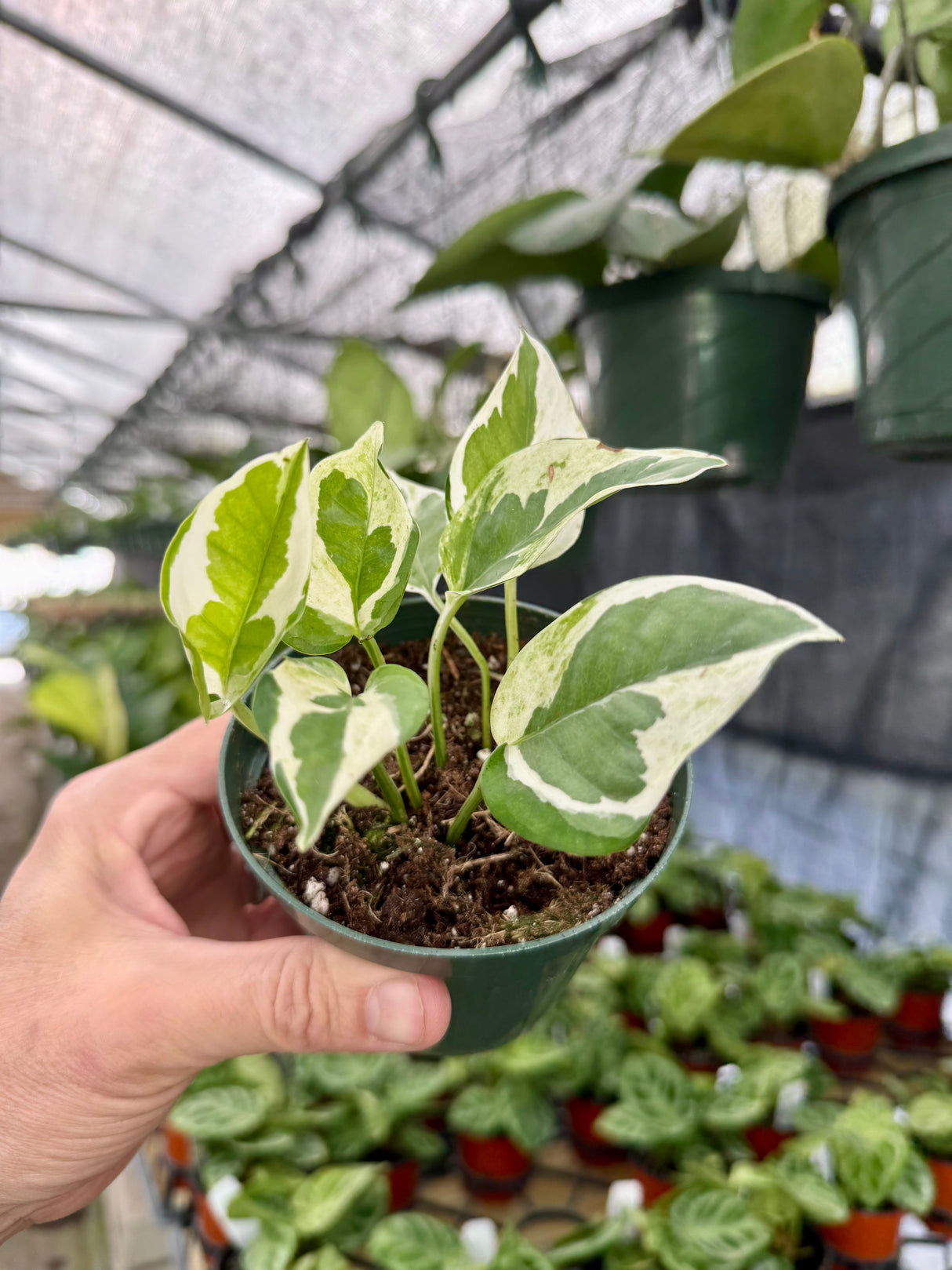 4" Pothos 'Glacier' - Canopy Plant Co.