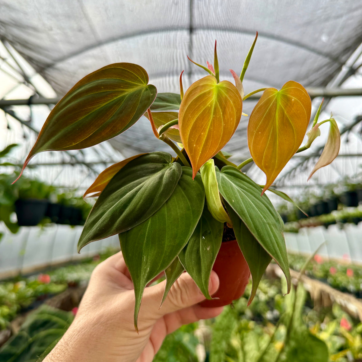 large philodendron for sale 4” Philodendron 'Micans' – Canopy Plant Co