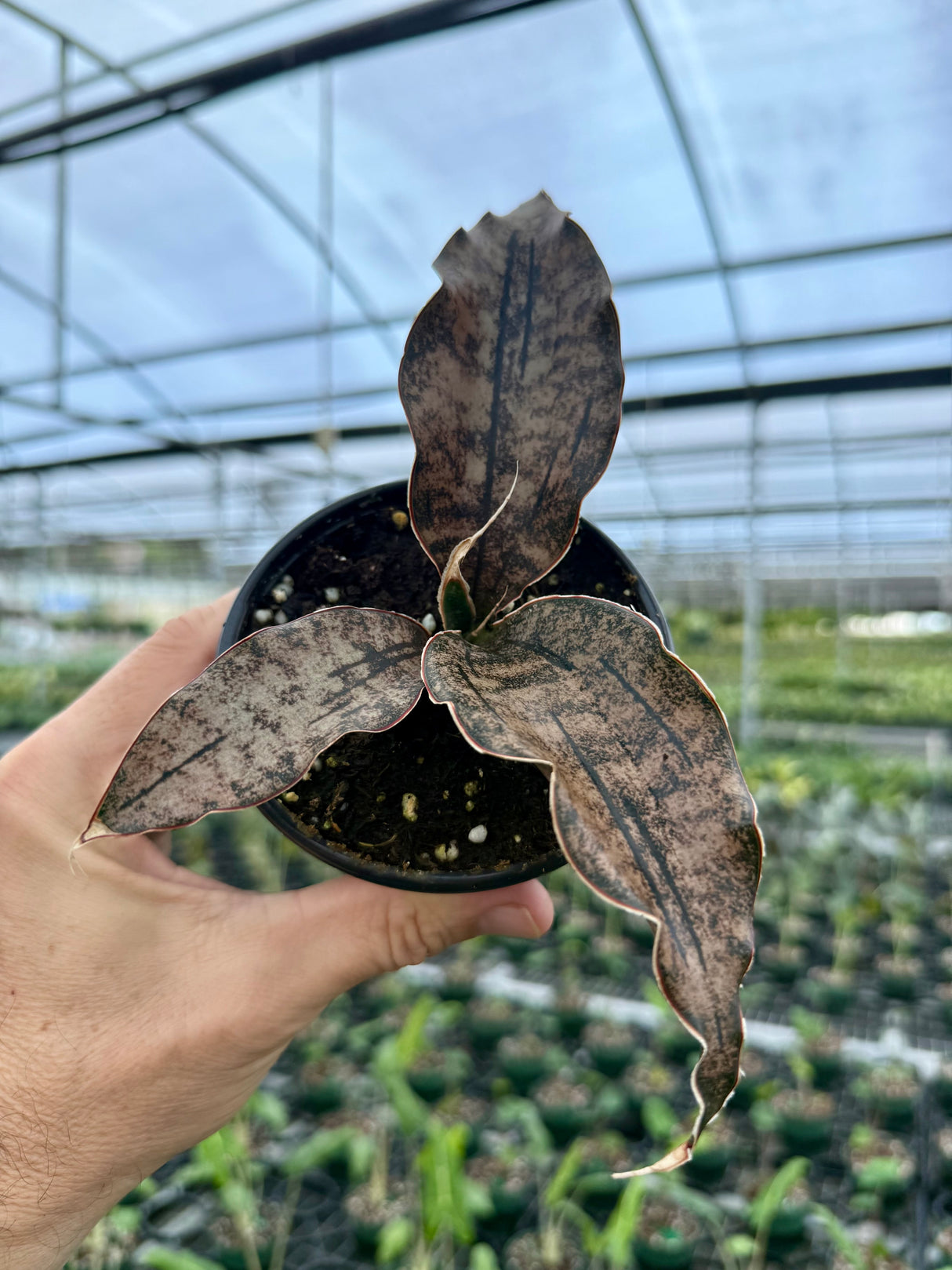 4" Sansevieria kirkii 'Coppertone'