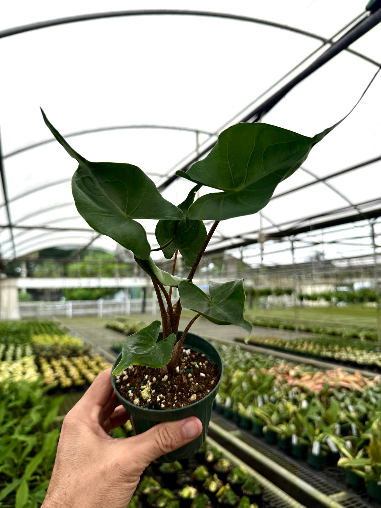 4" Alocasia ‘Stingray’