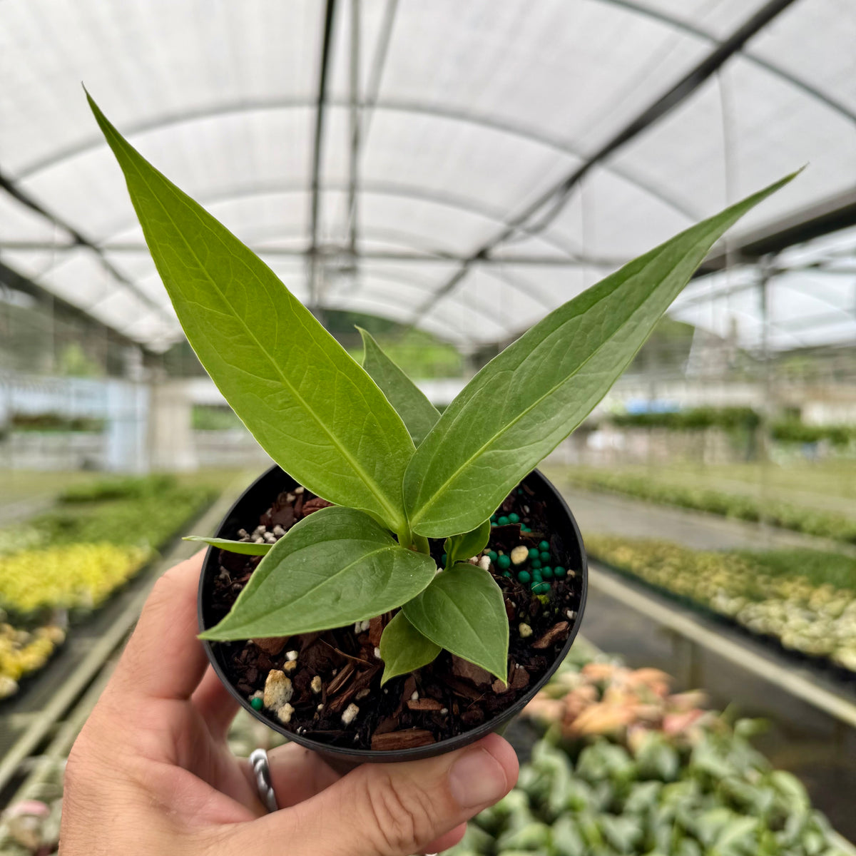 anthurium pendulifolium 4" Anthurium 'Big Bill' – Canopy Plant Co