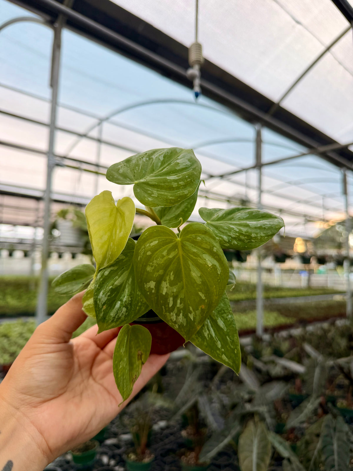 4” Philodendron ‘Majestic’